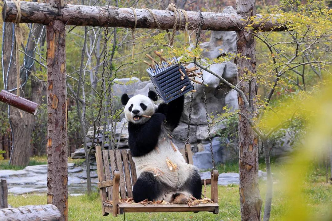 熊貓3.jpg 熊貓3.jpg