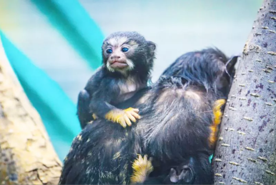 QQ瀏覽器截圖20190507214447.png QQ瀏覽器截圖20190507214447.png