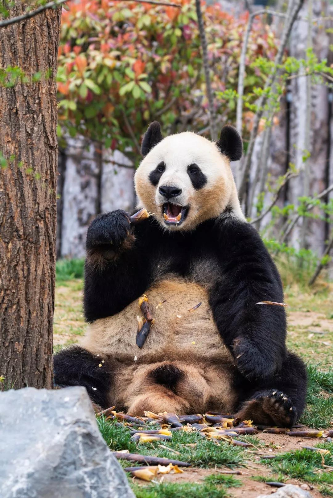 熊貓1.jpg 熊貓1.jpg