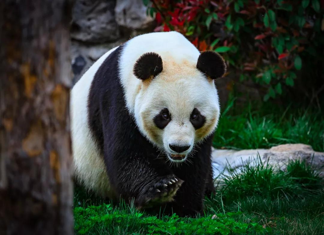 熊貓2.jpg 熊貓2.jpg